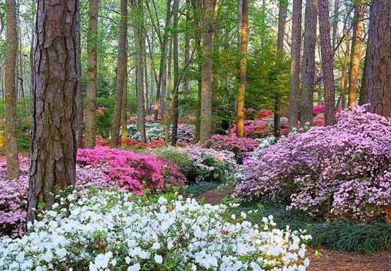The Lodge And Spa At Callaway Gardens Pine Mountain  Buitenkant foto